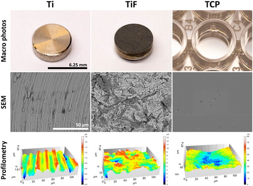 Figure 1. Macro photos, scanning electron microscopy images and 3D surface topography of the three different test surfaces. Surface roughness (Sa) of the test surfaces was calculated from the obtained profilometry data, Ti: 0.25 ± 0.01 µm; TiF: 1.94 ± 0.16 µm; TCP: 9.34 ± 0.21 nm (n = 3).