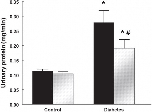 Figure 4. Urinary protein excretion in control and diabetic rats treated with vehicle (black bars) or rapamycin (hatched bars). *P < 0.05 versus corresponding control group; # P < 0.05 versus vehicle-treated diabetics. n = 10 in each group.