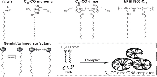 Figure S5 Chemical structures of CTAB; reduced ornithinyl-cysteinyl-tetradecylamide (C14-CO monomer); oxidized ornithinyl-cysteinyl-tetradecylamide (C14-CO dimer); bPEI1800-C12; gemini/twinned surfactant; and C14-CO dimer/DNA complexes.Note: Reprinted from Chemistry and Physics of Lipids, 111(1), Lleres D, Dauty E, Behr JP, Mély Y, Duportail G, DNA condensation by an oxidizable cationic detergent. Interactions with lipid vesicles, 59–71, Copyright © (2001), with permission from Elsevier.Citation1Abbreviations: bPEI1800-C12, branched polyethylenimine with molecular weight 1,800 Da grafted with hydrophobic C12 chains; CTAB, hexadecyltrimethylammonium bromide.