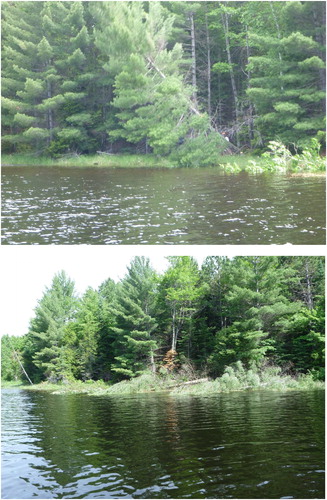 Figure 2. Photographs of a white pine (Pinus strobus) being dropped into Sanford Lake, Wisconsin (upper), and tree drops along the northern shore of the lake (lower) in June, 2018.