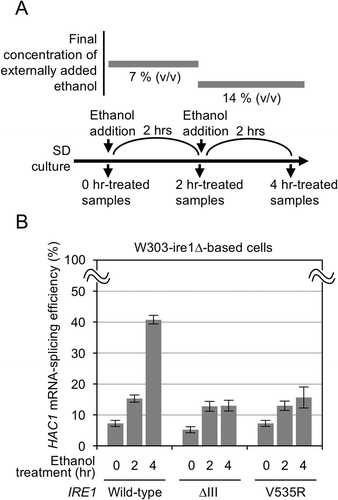 Figure 2. Splicing of the HAC1 mRNA by wild-type, V535R, and ∆III Ire1 in S. cerevisiae stressed by ethanol. (a) Culturing procedure for ethanol treatment of S. cerevisiae cells. (b) W303-ire1∆ (ire1∆) cells transformed with pRS313-IRE1 or its indicated mutants were stressed by ethanol as shown panel A.