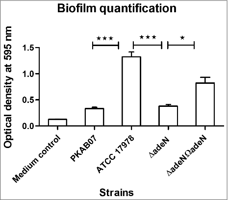 Figure 7. Biofilm levels in adeN mutant and wild type strains - Microtitre plate biofilm assay was performed for A. baumannii strains ATCC 17978, ATCC ΔadeN, adeN complement and PKAB07 and the results were analyzed. Statistical significance was derived using 2-tailed Student's t-test (**, p < 0.005; ***, p < 0.001). Experiments were performed in triplicates and error bars represent the standard deviations.
