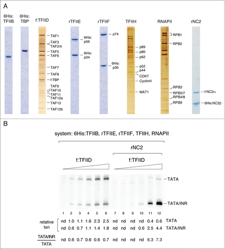 Figure 1. INR-selective basal promoter activity in a purified system containing f:TFIID complex and rNC2. (A) SDS PAGE analysis of purified human GTFs used for in vitro transcription. rTFIIA is shown in Figure 3A. (B) Two-template in vitro transcription assay with mTdT promoter variants containing only TATA (TATA) or TATA and INR elements (TATA/INR). The mTdT-TATA promoter template contains additional 26-bp polylinker sequence downstream of the mTdT core promoter region (−41/+52), which does not affect core promoter activity and allows the analysis of transcripts originating from both TATA and TATA/INR variants in parallel by primer extension using the same radioactive primer. Transcription reactions (20 µl) were carried out at 30°C for 1 h and contained 50 fmol of each promoter template, 10 ng 6His:TFIIB, 10 ng rTFIIE, 10 ng rTFIIF, 0.5 μl TFIIH, 0.2 μl RNAP II, f:TFIID corresponding to 1, 2, 5, 10, 20, 30 ng TBP (lanes 1–6 and 7–12) and 5 ng rNC2 (lanes 7–12). 32P-labeled primer extension products originating from mTdT-TATA and mTdT-TATA/INR transcripts were resolved by 6% denaturing PAGE and visualized and quantified by PhosphorImager analysis.