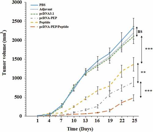 Figure 9. 4T1 breast tumors’ growth progression at different immunization groups (n = 8)