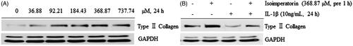 Figure 5. Effect of isoimperatorin on the dose-dependent expression of type II collagen in primary chondrocytes. After the treatment of chondrocytes with indicated concentrations of isoimperatorin for 24 h, (A) type II collagen expression was detected using Western blot analysis. (B) Isoimperatorin increased the expression of type II collagen in primary chondrocytes in the presence or absence of IL-1β. GAPDH was used as the loading control.