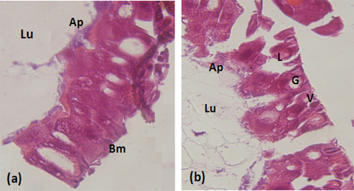 Figure 2. Histopathological effect of the extract on the intestine of S.littoralislarvae (a): Normal appearance. (b): Histopathological aspect of the intestine of S.littoralistreated larvae. V:vesicles formation L:Lysis of epithelial cells. G:Large vacuolation of epithelial cells. Lu:lumen. Ap:apical membrane. Bm:basal membrane. (Magnification × 40).