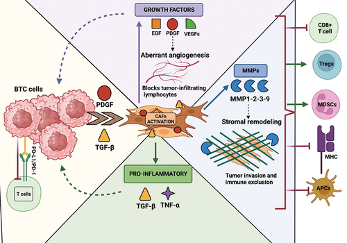 Figure 4. Immunoresistance mechanism in BTC. tumor cells secrete PDGF and TGF-β which helps to recruit a large amount of TME CAFs through PDGFR-β signaling, these activated CAFs can release (1) proinflammatory compounds such as TGF-β and TNF-α that reinforce production by part of the tumor cells themselves; (2) ECM remodeling factors including MMP1, MMP2, MMP3, and MMP9; (3) growth factors including EGF, PDGF-B, and angiogenic factors, such as VEGF. VEGF isoforms, in turn, activate multiple VEGFRs (VEGFR1–3) that are found in a wide variety of endothelial and lymphatic cells, immune cells, and tumor cells themselves. Created with Biorender.com.