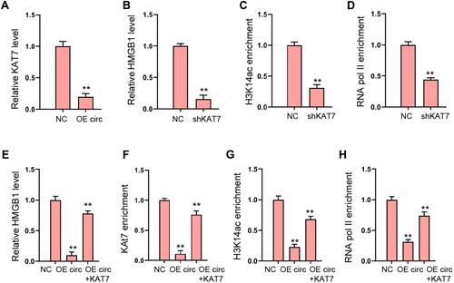 Figure 5 CircFoxo3 reduces HMGB1 expression by inhibiting KAT7. (A) The expression of KAT7 was measured by qPCR in H9c2 cells treated with circFoxo3 overexpressing vectors. (B–D) The H9c2 cells were treated with KAT7 shRNA. (B) The expression of HMGB1 was measured by qPCR.Citation25 The enrichment of H3K14ac on HMGB1 promoter was detected by ChIP assays. (D) The enrichment of RNA poly II on HMGB1 promoter was analyzed by ChIP assays. (E–H) The H9c2 cells were treated circFoxo3 overexpressing vectors, or co-treated with circFoxo3 overexpressing vectors and KAT7 overexpressing vectors. (E) The expression of HMGB1 was measured by qPCR. (F–H) The enrichment of KAT7, H3K14ac, and RNA poly II was measured by ChIP assays. **p < 0.01.