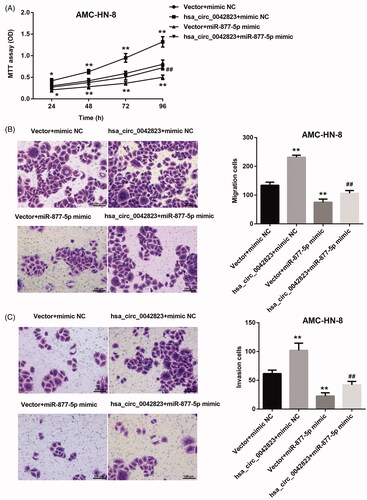 Figure 5. Hsa_circ_0042823 overexpression inhibited miR-877-5p to promote AMC-HN-8 cell proliferation, migration and invasion. (A) MTT assay was performed to explore proliferation of the AMC-HN-8 cells following up-regulation of hsa_circ_0042823 combined with miR-877-5p. (B and C) Transwell assay was performed to detect migration and invasion of the AMC-HN-8 cells following up-regulation of hsa_circ_0042823 combined with miR-877-5p. **p<.01 compared with Vector + mimic NC; ##p<.01 compared with Vector + miR-877-5p mimic.