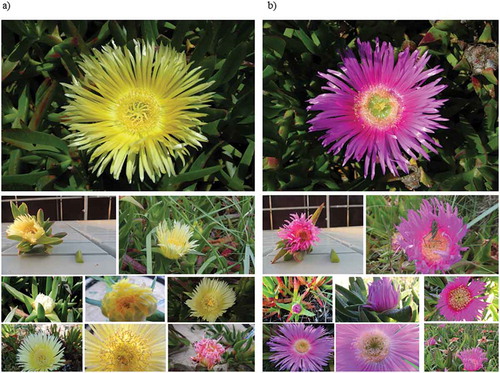 Figure 1. The Carpobrotus complex in the invaded range at different development stages. a) Detail view of C. edulis flowers with yellow petals, fading to pink when aging, and leaves with equilateral triangular section; b) Detail view of Carpobrotus sp., tentatively identified as C. acinaciformis with petals rose purple and yellow filaments, and leaves with isosceles triangular section. See section on taxonomy for a more detailed information on identification conflicts of the species.