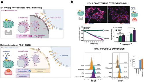 Figure 2. Metformin targets PD-L1 in cancer cells. (a). The AMPK-sensed metabolic crisis imposed by metformin might suffice to promote anti-tumor immunity by reducing the stability and membrane localization of PD-L1. Metformin-induced activation of AMPK promotes PD-L1 phosphorylation and abnormal PD-L1 glycosylation, lastly resulting in ER accumulation and ER-associated PD-L1 protein degradation (ERAD).Citation54,Citation55 (b). Top. Figure exemplifies both the ability of metformin to promote PD-L1 degradation in basal-like (JIMT-1) breast cancer cells exhibiting constitutive overexpression of PD-L1Citation56 and how blocking the inhibitory signal by PD-L1 by the AMPK agonistic behavior of metformin (5 mmol/L) enhances cytolytic T cell-mediated tumor cell death as measured by an impedance-based approach (xCELLigence system).Citation57,Citation58 Shown are the mean ± SD, n = 2 in triplicate (* p < .05); [AICAR, 0.5 mmol/L]. Bottom. Figure exemplifies the ability of metformin to prevent the inducible expression of PD-L1 in interferon gamma (IFNγ)-exposed cancer cells. IFNγ plays a pivotal role in PD-L1 expression in cancer cells and the consequent immune escape by the tumor cells. Tumor cells detect the presence of CD8+ T cells via the high concentration of IFNγ secreted from T-cells. IFNγ secreted from CD8+ T cells induced PD-L1 expression on the surface of tumor cells, which become protected from an immune attack by tumor-specific CTLs.Citation59 IFNγ-treated haploid HAP1 cells express high levels of cell surface PD-L1.Citation60 However, cell surface PD-L1 expression is notably reduced in the presence of IFN-γ (100 nmol/L) pre- and co-stimulation following exposure to metformin (5 mmol/L), with no effect on PD-L1 mRNA expression.Citation61 Shown are representative PD-L1 expression histograms analyzed by flow cytometry and PD-L1 mRNA levels analyzed by qRT-PCR (n = 2 in triplicate).