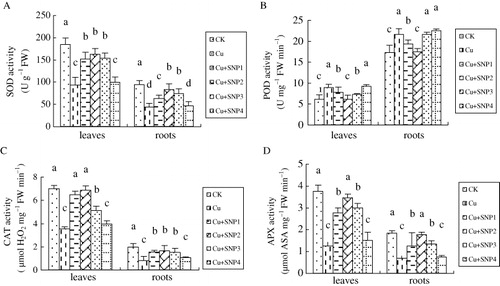 Figure 5. Effects of different concentrations of SNP supply on activities of SOD (A), POD (B), CAT (C), and APX (D) in leaves and roots of ryegrass plants grown in nutrient solution without or with 200 µM CuCl2. Values are the mean of three replicates. Each replicate has 20 plants. Bars with different letters are significantly different at P < 0.05.