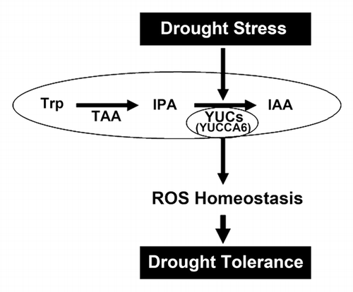 Figure 1. Model proposed for the function of YUCCA6 in drought stress. YUCCA6 protein is involved in auxin biosynthesis as a rate-limiting step converting IPA to IAA. It also functions in a drought stress signaling pathway through effects of ROS equilibrium in plants. Trp, tryptophan; TAA, tryptophan aminotransferase of Arabidopsis; IPA, indole-3-phyruvic acid; IAA, indole-3-acetic acid; ROS, reactive oxygen species.