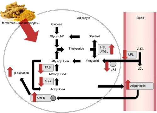 Fig. 5 Effect of 50% ethanol extract from fermented Curcuma longa L. (FCE50) on lipid metabolism. FCE50 suppressed lipogenesis with a decrease in the expressions of fatty acid synthase (FAS), acetyl-CoA carboxylase (ACC), adipocyte protein 2 (aP2), and lipoprotein lipase (LPL), and increased lipolysis and β-oxidation by up-regulating the expression of lipases such as adipose triglyceride lipase (ATGL), hormone-sensitive lipase (HSL), adiponectin, and AMP-activated protein kinase (AMPK) phosphorylation.