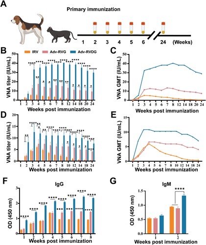 Figure 7. Adv-RVDG elicits robust and sustained humoral immune response in cats and dogs. Four groups of RABV antibody-negative cats and dogs (n = 5) were immunized with 108 TCID50 Adv-RVG, Adv-RVDG, a dose of commercial inactivated rabies vaccine (IRV) and DMEM subcutaneously in the neck, respectively. The serums were harvested at indicated time points and subjected to quantify VNA titres by FAVN and measure RVG-specific total IgG and IgM by ELISA. (A) The timeline shows the key immunization and immune analysis steps. (B and C) The VNA titres and its Geometric mean titres (GMT) were quantified in immunized dog. (D and E) The VNA titres and its Geometric mean titres (GMT) were quantified in immunized felines. (F and G) Optical density (OD) values of total IgG and IgM against RABV G were determined by ELISA in immunized canines. Error bars represent SEM (*P < 0.05; **P < 0.01; ***P < 0.001; ****P < 0.0001; ns, no significant difference).