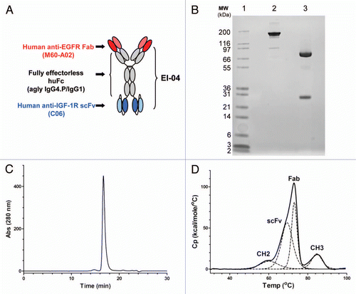 Figure 1 Schematic diagram and biochemical analysis of EI-04. (A) Schematic diagram of EI-04, composed of an anti-EGFR Fab linked to an effectorless human Fc with a stability-engineered anti-IGF-1R scFv attached at the C-terminus. (B) SDS-PAGE analysis of EI-04 under non-reducing (lane 2) and reducing (lane 3) conditions. (C) Analytical size exclusion chromatogram of EI-04. Static light scattering measurements indicate that the material is monomeric with MW ∼200 kDa. (D) Differential scanning calorimetry (DSC) analysis of EI-04. Raw data are shown as a solid black line, while the deconvoluted peaks, each representing an EI-04 domain (Fab, CH2, CH3, scFv), are shown as dotted lines. The deduced domain assignments are indicated above each peak.