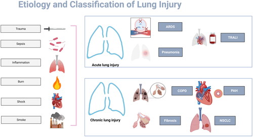 Figure 2. Etiology and Classification of Lung Injury. Trauma, sepsis, inflammation, burn, shock and smoke constitute the common causes of lung injuries. ARDS, pneumonia and TRALI are types of ALI with megakaryocytes and platelets involvement. Megakaryocytes and platelets also associated with chronic lung injury, e.g. COPD, PAH, lung fibrosis and NSCLC.