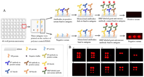 Figure 1. Scheme and scanning image of protein microarrays for antibody detection against AIV. (A) Scheme of protein microarrays. (B) Results of protein microarray chemiluminescent signals. 1: Negative control, 2: NDV-positive serum, 3: IBV-positive serum, 4: H7-positive serum, 5: H5-positive serum, 6: H5 + H7-positive serum, 7: H1-positive serum, 8: H6-positive serum, 9: H9-positive serum, and 10: H12-positive serum.