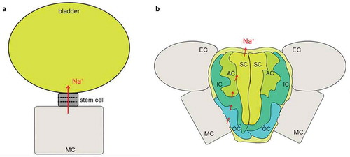 Figure 2. The structure and Na+ secretion pathway of a salt bladder (a) and a salt gland (b)(Yuan et al., 2016).