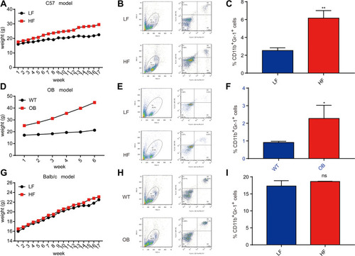 Figure 2 Obesity upregulates the proportion of MDSC in peripheral blood in mice. (A) Weight curves in DIO model mice. Five-week-old female BL6 mice were fed an LF or HF diet for 18 weeks. n=5 mice per group; means ± s.e.m. (B) Representative flow cytometry plots of myeloid-derived suppressor cells (MDSCs) from peripheral blood. (C) Flow cytometry plots of MDSCs in peripheral blood in the DIO model after 18 weeks. n=5 mice per group. (D) Weight curves in OB/OB model mice. Female OB/OB or wild-type (WT) mice were fed a normal diet until a predefined weight endpoint of >40g. n=5 mice per group; means ± s.e.m. (E) Representative flow cytometry plots, as displayed in (B). (F) Flow cytometry plots of MDSCs in peripheral blood in the Ob/Ob model after 6 weeks. n=5 mice per group. (G) Weight curves for Balb/c model mice. Five-week-old female Balb/c mice were fed an LF or HF diet for 18 weeks. n=5 mice per group; means ± s.e.m. (H) Representative flow cytometry plots, as displayed in (B). (I) Flow cytometry of MDSCs in peripheral blood in Balb/c model mice after 18 weeks. n=5 mice per group. t test, *P < 0.05, **P < 0.01.