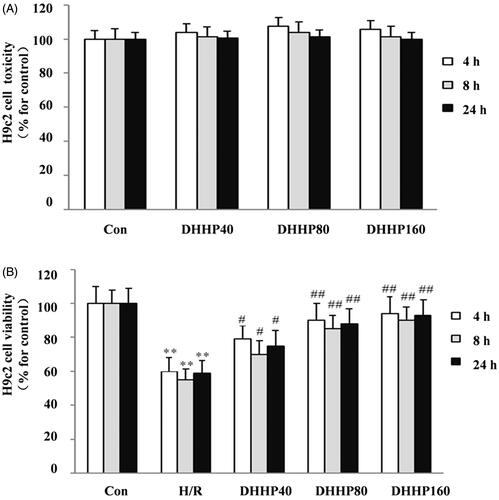 Figure 3. Effects of DHHP on Cell toxicity and Cell viability of H9C2. (A) The cell toxicity. (B) The cell viability. Data were expressed as the mean ± SD (n = 10). **p < 0.01 vs. Con; *p < 0.05 vs. Con; ##p < 0.01 vs. IR; #p < 0.05 vs. IR.
