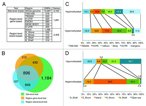 Figure 2. Genomic distribution of differentially methylated regions. (A) DMRs identified by site-level (CpGs) and region-level (gene- and CpG island-based categories) variants based on an analysis of differential methylation status. (B) Venn diagram of the intersection between DMRs identified using different methods. (C) Stacked bar charts showing the distribution of the hypermethylated and hypomethylated CpG sites over six gene categories: TSS1500, TSS200, 5′UTR, 1st exon, gene body, 3′UTR and intergenic regions. For categorization, the CpG counts were normalized by the number of CpGs in the same category represented on the 450K array. The percentage of normalized CpG counts is indicated in the bars. (D) Stacked bar charts showing the distribution of the hypermethylated and hypomethylated CpG sites over CpG islands, CpG shores, CpG shelves and Open Sea regions. For categorization, the CpG counts were normalized by the number of CpGs in the same category represented on the 450K array. The percentage of normalized CpG counts is indicated in the bars.