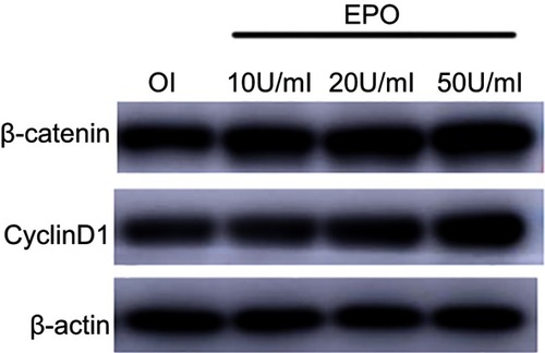 Figure 9 EPO can upregulate the expression of β-catenin and CyclinD1 in the process of osteogenesis in a concentration-dependent manner.