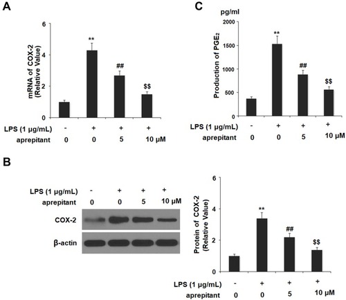Figure 4 Aprepitant prevented LPS-induced expression of cyclooxygenase 2 (COX-2) and secretion of prostaglandin E2 (PGE2) in RAW264.7 macrophages. Cells were treated with 1 μg/mL LPS in the presence or absence of aprepitant (5, 10 μM) for 24 h. (A) mRNA of COX-2; (B) protein of COX-2; (C) production of PGE2 as measured by ELISA (**, ##, $$, P<0.01 vs the control group, the 1 μg/mL LPS group, the 1 μg/mL LPS+5 μM aprepitant group, respectively).