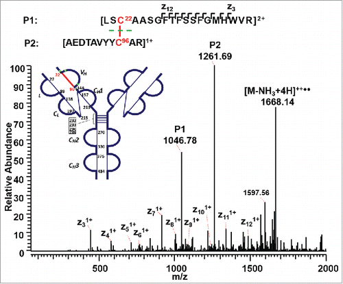 Figure 3. ETD MS2 spectrum of intra-chain disulfide linked peptide within the VH domain. ETD dissociated the two peptides linked by a disulfide bond, producing intense fragments corresponding to the unlinked peptides, along with a typical ETD fragmentation pattern of the backbone cleavage, as well as the high-intensity ion of the charge-reduced species of the precursor ion.
