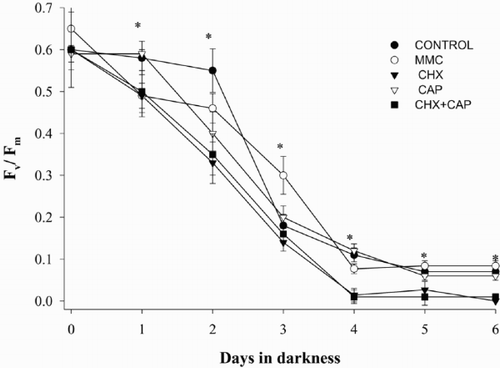 Fig. 1. Variation of PS II optimum quantum yield (Fv/Fm) under light deprivation in Dunaliella tertiolecta. Cultures were placed in darkness immediately after the day 0 measurement (culture in light). Control culture (•); culture containing 100 μM MMC (○); culture containing 100 μM CHX (▾); culture containing 1500 μM CAP (▿); culture containing 100 μM CHX + 1500 μM CAP (▪). Symbols are means of duplicate measurements and error bars indicate standard deviations. * indicates significant F-value in 1-way ANOVA for each sample time.