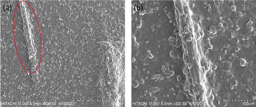 Figure 4. SEM images of SPF-5/CS for magnification of (a) 100× and (b) 300 × .