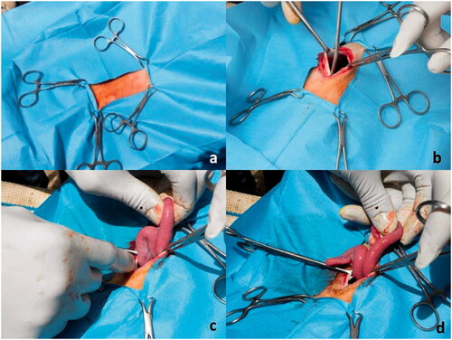 Figure 1. Preparation of the patient for artificial insemination. (a) Surgical scrub and delimitation of the incision area, cranially to the udder; (b) incision of 5 cm length of the abdomen wall, along the white line; (c) exposure of the uterine horns; (d) digital palpation of uterine horns for assessing the tone and content.