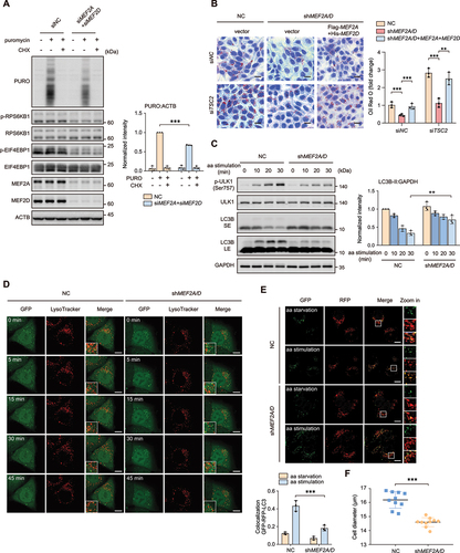 Figure 2. MEF2A and MEF2D are required for MTORC1 mediated protein, lipid synthesis and inhibit autophagy. (A) HeLa cells depletion of both MEF2A and MEF2D by indicated siRNA were treated with amino acid administration in the presence or absence of 10 μg/ml puromycin (PURO) and cycloheximide (CHX). Cell lysates were analyzed by western blot with an antibody to puromycin (17H1). Right plots show the ratio of PURO:ACTB. (B) MEF2A and MEF2D double-knockdown HeLa cells with or without transiently re-expressing MEF2A and MEF2D after utilized TSC2-targeting (siTSC2) or control (siNC) siRNA for 48 h under normal culture condition. Oil red O staining was performed to quantify intracellular lipid levels. Scale bar: 20 μm. (C) control or shRNA-mediated depletion of MEF2A and MEF2D HeLa cells were treated with the starvation of amino acids for 1 h and then restimulated with amino acids for indicated time. Phospho-ULK1 (Ser757), ULK1, LC3B-II levels were analyzed by western blotting. Right plot shows the quantification of LC3B-II:GAPDH. Short exposure (SE), long exposure (LE). (D) MEF2A and MEF2D knockdown and control HeLa cells that stably express GFP-LC3 were starved of amino acids for 1 h and then restimulated with amino acids for indicate duration and stained with LysoTracker. Time-lapse images were taken. Scale bar: 5 μm. (E) MEF2A and MEF2D double-knockdown and control HeLa cells were transfected for 24 h with GFP-RFP-LC3 adenovirus. After that, cells were subjected to amino acid starvation for 4 h and restimulation for 30 min. Autophagy flux was tested by confocal. Plot on bottom shows the ratios of colocalization of GFP and RFP. Scale bar: 10 μm. (F) statistical analysis of the cell diameters of control HeLa cells and the cells that depletion of MEF2A and MEF2D by using a cell counter. Data are presented as the mean ± S.E.M. (n = 3 independent experiments for A, B and C, n = 3 independent fields per condition for E, n = 10 per group for F. two-sided Student’s t-test for A, C, D and E, one-way ANOVA for B and E, *P < 0.05; **P < 0.01; ***P < 0.001; ns, not significant compared with indicated group).