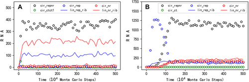 Figure 7. The spread of a two-gene circular genome. Legends: cir_repnr – circular RNA containing both the REP and the NR sequences; cir_rep – circular RNA containing the REP (but not the NR) sequence; cir_nr – circular RNA containing the NR (but not the REP) sequence; lin_rep_rib – linear RNA containing the REP sequence and with a chain length shorter than 1.5 times of the ribozyme’s characteristic sequence (thus able to act as the corresponding ribozyme, see text for details); lin_nr_rib – linear RNA containing the nr sequence and with a chain length shorter than 1.5 times of the ribozyme’s characteristic sequence (thus able to act as the corresponding ribozyme); cir_ctct1 or cir_ct – circular RNA containing a control sequence (see below for details). The complementary sequences of the circular REP-NR and the control, which are roughly equal in number to their ‘sense chain’ throughout the simulation, are omitted. (A) At step 1 × 104, a hundred circular RNA molecules with the sequences of REP and NR (16nt in length, 8nt for one gene), together with the same number of control RNA molecules (also 16nt in length, ‘cir_ctct1’), are inoculated into system. The 16nt control RNA comprises the default 8nt control sequence (refer to Table 1) plus another 8nt sequence (‘AACGCUCG’). (B) At step 1 × 104, a hundred circular RNA molecules with the REP sequence and a noncoding sequence (16nt in length, 8nt for each), together with the same number of control RNA molecules (also 16nt in length), are inoculated into system. The noncoding sequence is ‘UGACGCAG’, which is assumed to be only one residue different from the NR sequence (‘UGAUGCAG’, refer to table 1). The 16nt control RNA comprises an 8nt control sequence ‘ACUGACGU’ plus the noncoding sequence assumed here. The legend ‘cir_ct’ means circular RNA containing the 8nt control. TNPB = 2 × 105, PBB = 2 × 10−5, PFP = 0.01, PNDE = 0.002, and PNF = 0.001. See Figure 8 for some key snapshots concerning spatial distribution of this case.