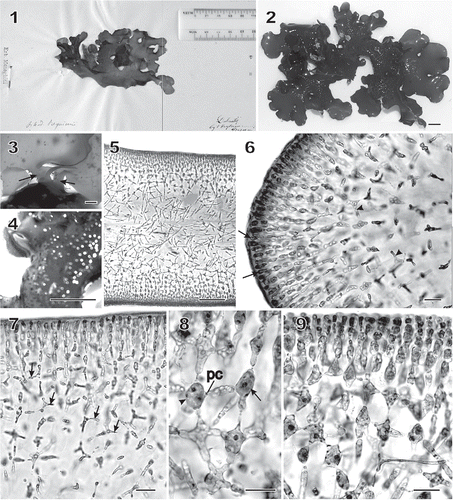 Figs 1–9 Chondrymenia lobata. Habit and vegetative morphology (Figs 2, 4–7, 9: HGI-A 6905; Fig. 3: HGI-A 6960; Fig. 8: HGI-A 2617). Figs 5–7, 9, aniline-blue stained; Fig. 8, haematoxylin stained. 1. Lectotype of Halymenia lobata in FI. 2. Typical lobed habit of a female gametophyte. 3. Two stipes (arrows) arising from a common discoid holdfast. 4. Protuberant cystocarps scattered on both surfaces of blade. 5. Transverse section near thallus margin. 6. Longitudinal section of multiaxial margin showing elongated apical initials (arrows), primary cortical and medullary filaments, and lateral connections between files of subcortical cells (arrowheads). 7. Transverse section near apex showing lateral connections between files of subcortical cells by means of horizontal arms with pit connections (arrows). 8. An enucleate horizontal arm-bearing cell (arrow) that has linked to the cell on the left (arrowhead) by means of a conjunctor cell depositing its nucleus and leaving a pit connection (pc). Other arms and pit connections give rise to stellate-shaped cells. 9. Transverse section showing files of cortical and subcortical filaments linked by lateral arms and secondary pit connections in a stellate arrangement. Scale bars = 1 cm (Figs 2, 4), 2000 µm (Fig. 3), 100 µm (Fig. 5) and 20 µm (Figs 6–9).