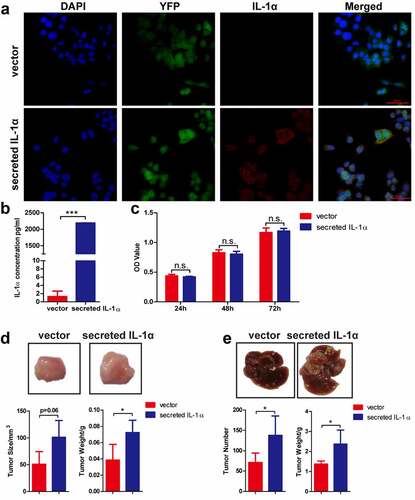 Figure 1. Tumoral-secreted IL-1α promotes tumor growth in murine HCC models.