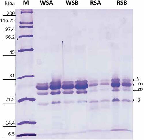 Figure 1. SDS-PAGE of protein extracts under reducing conditions. M, molecular marker; WSA, White Sorghum Acid medium; WSB, White Sorghum Basic medium; RSA, Red Sorghum acid Medium and RSB, Red Sorghum Basic Medium.Figura 1. SDS-PAGE de extractos de proteínas en condiciones reductoras. M, marcador molecular; WSA, medio ácido de sorgo blanco; WSB, medio básico de sorgo blanco; RSA, medio ácido de sorgo rojo y RSB, medio básico de sorgo rojo.