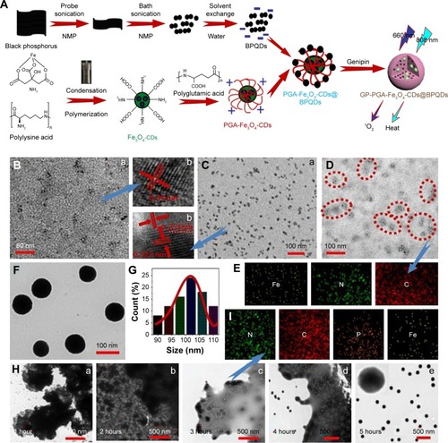 Figure 1 Preparation of GP-PGA-Fe3O4-CDs@BPQDs nanoplatform.Notes: (A) Fabrication of the GP-PGA-Fe3O4-CD@BPQD nanoplatform; (B) TEM (a) and HRTEM (b) of BPQDs; (C) TEM (a) and HRTEM (b) of Fe3O4-CDs; (D) TEM of PGA-Fe3O4-CDs; (E) elemental mapping images of PGA-Fe3O4-CDs; (F) TEM of GP-PGA-Fe3O4-CDs@BPQDs; (G) lateral sizes of 50 GP-PGA-Fe3O4-CDs@BPQDs determined using TEM; (H) TEM showing the morphology of GP-PGA-Fe3O4-CD@BPQD assemblies and corresponding cross-linking degree of GP at different cross-linking times; (I) elemental mapping images of GP-PGA-Fe3O4-CDs@BPQDs assemblies after 3 hours of cross-linking.Abbreviations: GP, genipin; PGA, polyglutamic acid; CD, carbon dot; BPQD, black phosphorus quantum dot; HRTEM, high-resolution transmission electron microscopy; NMP, N-methyl-2-pyrrolidone.