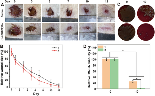 Figure 7 In vivo antibacterial activity of (1,4-DBTPP)Br2. (A) Photographs of infected wounds. (B) Corresponding sizes (relative area versus initial area) of Methicillin-resistant Staphylococcus aureus (MRSA)-infected wounds after treatment with PBS or (1,4-DBTPP)Br2, 1–2: control and (1,4-DBTPP)Br2. (C) Images on bacterial clones on d 0 and 10 after treatment in vivo. (D) The corresponding quantitative results of the living clones cultured on the blood agar medium. 1–2: control and (1,4-DBTPP)Br2. *p < 0.05.