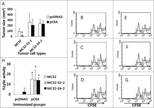 Figure 5. The levels of antitumor protective responses and Ag-specific CTL lytic activity in CEA DNA-immunized mice following a challenge with MC32, MC32-S2–2 and MC32-S4–2 cells. (A) Each group of mice (n=5/group) was immunized by IM-EP with 50 μg of CEA DNA vaccines (pCEA) per mouse at 0 and 1 weeks. At 3 weeks, the animals were challenged s.c. with 1 × 105 MC32, MC32-S2–2 and MC32-S4–2 cells per mouse, along with control mice injected with pcDNA3. Tumor sizes were measured at 13 d post-challenge, and mean tumor volumes were recorded. The values and bars represent mean tumor sizes and the SD, respectively. (B–G) The mice were subsequently tested for the levels of in vivo CTL lytic activity (B, control mice challenged with MC32 cells; C, control mice challenged with MC32-S2–2 cells; D, control mice challenged with MC32-S4–2 cells; E, pCEA-immunized mice challenged with MC32 cells; F, pCEA-immunized mice challenged with MC32-S2–2 cells; G, pCEA-immunized mice challenged with MC32-S4–2 cells) at 13 d post-challenge. For this experiment, CEA peptide-pulsed (CFSE high) and un-pulsed (CFSE low) splenocytes were injected i.v. into the immunized mice, as described in the Materials and Methods. After 20 h, the mice were sacrificed and the splenocytes were analyzed by FACS to measure the levels of CFSE-labeled cells in each subset. M1, un-pulsed CFSE low population; M2, CEA-pulsed CFSE high population. (H) %lytic activity of the tested groups. The values and bars represent mean CTL activity and the SD, respectively. *P < 0.05 using the independent sample's t test compared with MC32 or pcDNA3.