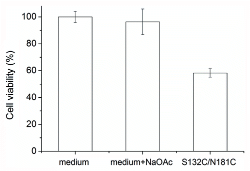 Figure 5. Cytotoxicity of S132C/N181C β-PrP. The β-PrP prepared from S132C/N181C (30 μM) in 10 mM NaOAc, pH 7 was added to the cultured mouse N2a cells. The cytotoxicity was measured by using the MTT assay. The addition of 10 mM NaOAc (pH 7) into the cultured cells was also used as one control. The values are the mean ± standard deviation (n = 6 for S132C/N181C and n = 14 for the others).