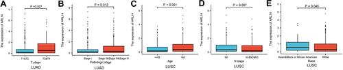 Figure 2 Correlation between ARL14 expression and clinicopathologic features in patients with LUAD and LUSC in TCGA database (P < 0.05). (A and B) The correlation between ARL14 expression and T stage (A) and pathologic stage (B) of patients with LUAD. (C–E) The correlation between the expression of ARL14 and age (C), N stage (D) and race (E) of patients with LUSC.