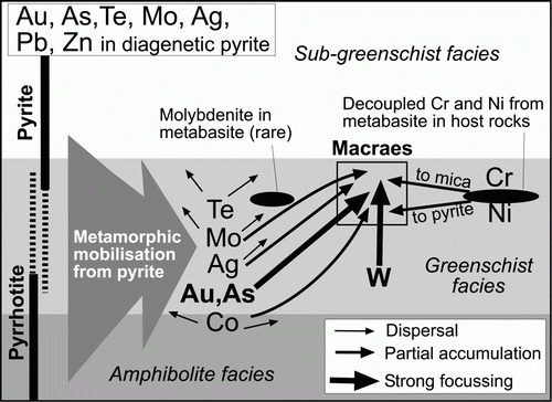 Figure 10  Summary conceptual diagram, depicting prograde metamorphic mobilisation of metals from diagenetic pyrite as it was transformed to pyrrhotite. The Au and As are concentrated in a Macraes-like structure, and other elements are partially dispersed. Tungsten, Cr, and Ni have different pathways from the host rocks (see text).