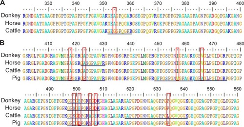 Figure 2 Partial sequence alignments of collagen proteins in donkey, horse, cattle, and pig.Notes: (A) COL1A1 and (B) COL1A2. The unique amino acid residues for the different animal species are indicated in red boxes. The theoretical tryptic marker peptides which contain these unique amino acid residues are underlined.