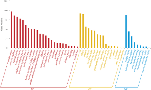 Figure 5. GO annotation statistics of differentially-expressed proteins in the hippocampal CA3 region.