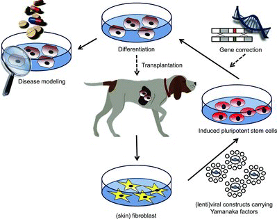 Figure 4. Possible treatment modalities for induced pluripotent stem (iPS) cells. iPS cells can be generated by over-expression of the so-called Yamanaka factors (OCT4, KLF4, SOX2 and c-MYC) in isolated (skin) fibroblasts. Due to the possible teratoma formation these cells need to be differentiated before cell therapy with these cells can be applied in dogs with liver disease. These differentiated iPS cells can also be useful for disease modelling. In case of autologous cell therapy, inherited gene defects causing metabolic diseases can be corrected by gene therapy. Dotted lines indicate less likely possibilities.