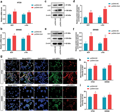 Figure 3. Overexpression of Oct4 activated SCF/c-Kit signaling pathway in CC cells. HT29 and SW480 cells were transfected with pcDNA-NC or pcDNA-Oct4. (A and B) the mRNA expression levels of SCF and c-Kit were tested by RT-qPCR. (C-F) the protein expression levels of SCF and c-Kit were assayed by western blot. β-actin was a loading control. (G-I) Fluorescence images show the expression of SCF and c-Kit on the membrane of colon cancer cells by immunofluorescence assay. Magnification is 200 × and 400 × .Values are means ± sd, n = 3. Student’s t-test was used for statistical analysis. *P <0.05 vs pcDNA-NC, **P <0.01 vs pcDNA-NC.