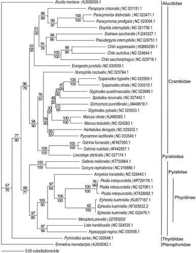 Figure 1. Maximum-likelihood phylogeny (GTR + I + G model, I = 0.2790, G = 0.4760, likelihood score 190,748.88) of Meroptera pravella and related species in families Pyralidae, Crambidae, Thyrididae, Alucitidae and Pterophoridae based on one million random addition heuristic search replicates (with tree bisection and reconnection) of aligned complete mitochondrial genomes. One million maximum parsimony heuristic search replicates produced a nearly identical tree topology for family Pyralidae (parsimony score 41,119 steps), but with a monophyletic Glyphodes and with Evergestis as sister to the Diatraea-Pseudargyria-Chilo clade in the Crambidae. Numbers above each node are maximum-likelihood bootstrap values and numbers below each node are maximum parsimony bootstrap values (each from one million random fast addition search replicates).