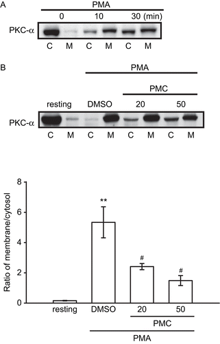 Figure 4.  Effects of PMC on PMA-induced PKC-α translocation in vascular smooth muscle cells. VSMCs (1 × 106 cells/dish) were treated with (A) PMA (1 μM) alone for the indicated times (0, 10, and 30 min), or (B) pretreated with an isovolumetric solvent control (0.1% DMSO) and PMC (20 and 50 μM) for 20 min, followed by the addition of PMA (1 μM) to trigger PKC-α translocation. PKC-α distribution in the cytosol (C) and membranes (M) were determined by immunoblotting with a monoclonal antibody which recognizes only PKC-α. Data are presented as the means ± SEM (n = 3). ** P < 0.01, compared to the resting group; #P < 0.05, compared to the solvent control group. The profile (A) is representative example of three similar experiments.