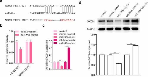 Figure 4. NOX4 was a target gene of miR-99a. (a) The binding site of miR-99a on the 3’-UTR of NOX4 was predicted from Targetscan. (b) Luciferase reporter assay revealed the binding relationship between miR-99a and NOX4 3’-UTR. (c) The expression level of NOX4 in LPS-treated PC-12 cells after transfection with miR-99a mimic, mimic control, miR-99a inhibitor and inhibitor control was measured by qRT-PCR. (d) The protein expression level of NOX4 was estimated by Western blot. *p < 0.05, **p < 0.01.